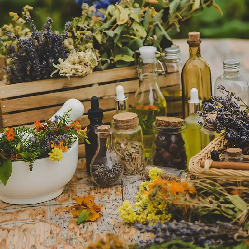 Plantas medicinales para uso en fitoterapia.