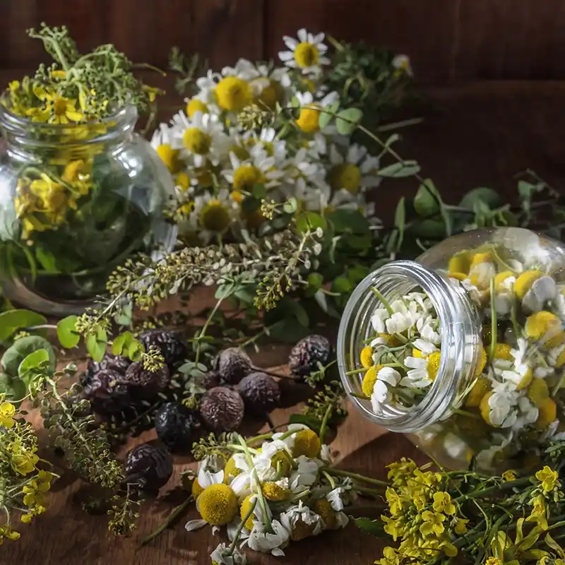 Plantas medicinales como manzanilla y otras.